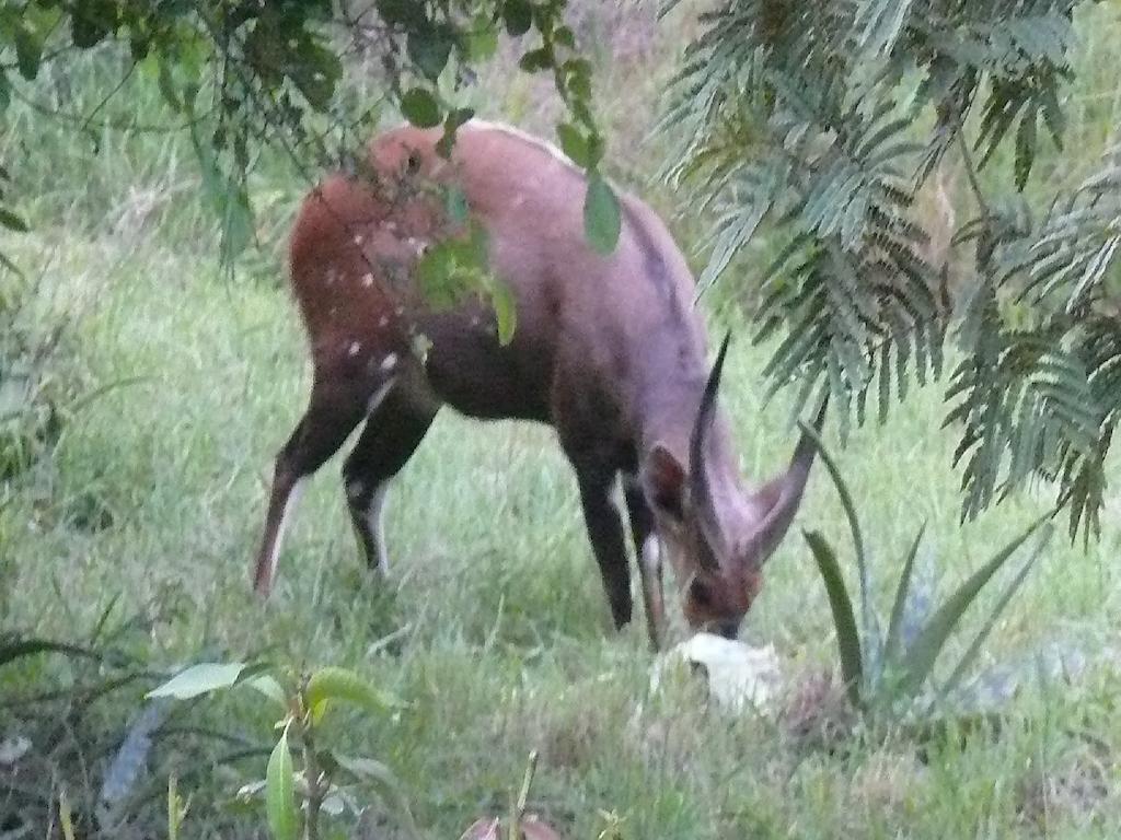 Amanzimlotzi Riverside Bush Camp Hoedspruit Bilik gambar